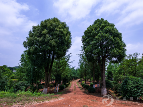 苗圃基地