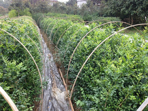 园林植物根系的修剪