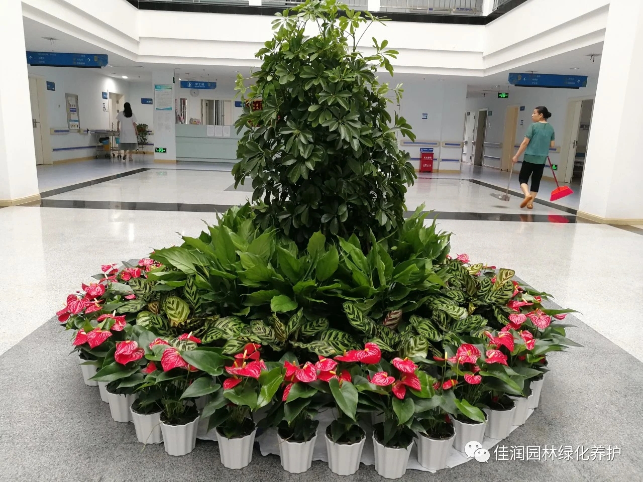 花坛植物的选择及其花期控制