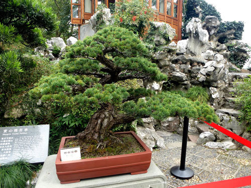 冬季怎样选盆景树桩