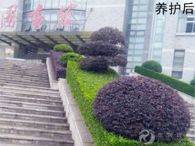 “润之广场”局部灌木养护对比后